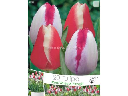 Лалета (Tulips) Red/White & Playgirl