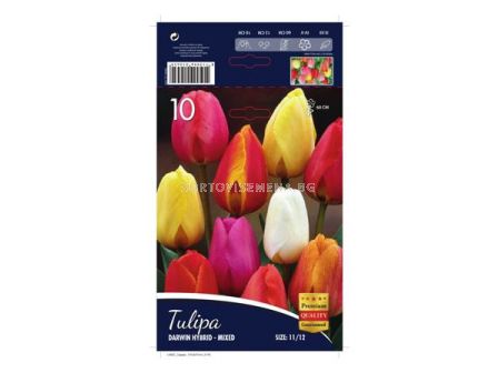 Лале (Tulip) Darwin Hybrid Mix