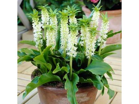 Еукомис (Eucomis) Autumnalis 14/16