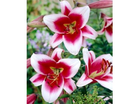 Лилиум (Lilium) Oriental Trumpet Friso 12/14 