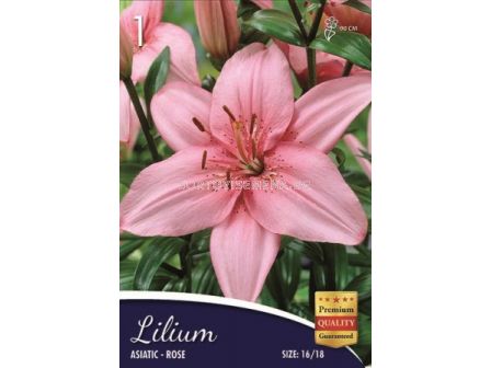 Лилиум (Lilium) Asiatic Rose 16/18