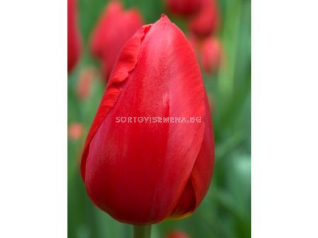 Лале (Tulip) Sky High Scarlet 11/12 