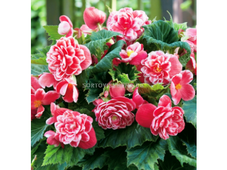 Бегония Camellia 5/6+ - Begonia Camellia 