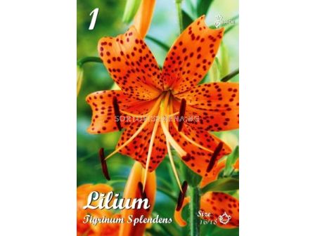 Лилиум (Lilium) Tigrin.Splendens 16/18 LSCH