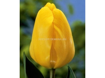 Лале (Tulip) Golden Apeldoorn