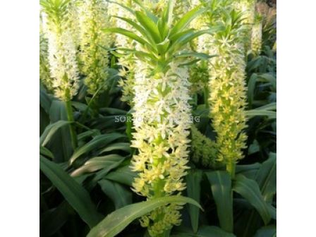 Еукомис (Eucomis) Playa Blanca 14/16