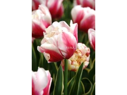 Лале (Tulip) Double Decorative Art Wirosa 11/12 