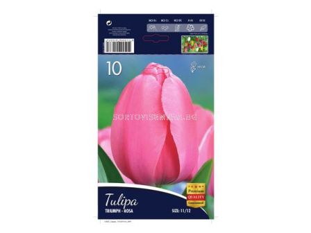 Лале (Tulip)Triumph-Rosa 12/+ (10 луковици)