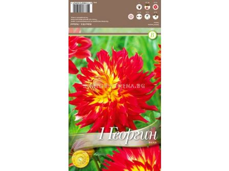 далия Dana - 1бр