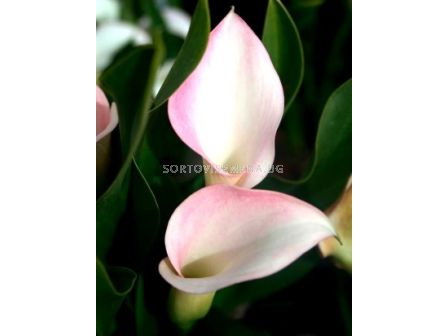 Кала Crystal Blush 12/14