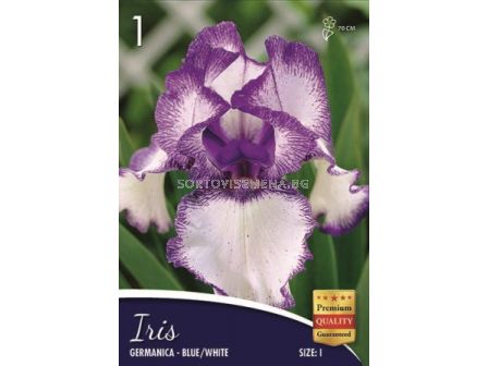 Ирис (Iris) Germanica blue/white