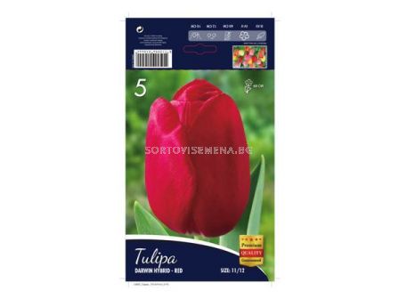 Лале (Tulip) Darwin Hybrid Red 11/12