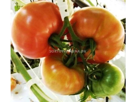 Семена Домати K4-015 F1 - 50 сем - Tomato K4-015 F1 - 50 seeds