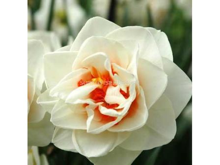 Нарцис (Narcissus) Flower Drift 12/14