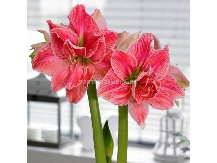 Амарилис (Amaryllis) Double Sweet Nymph 24/26