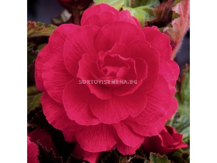 Бегония (Begonia) Double Pink 5/6 