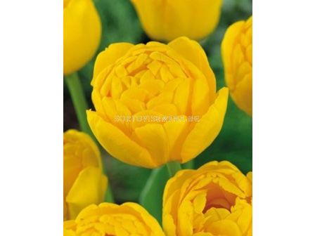 Лале (Tulip) Double Yellow Pomponette 11/12