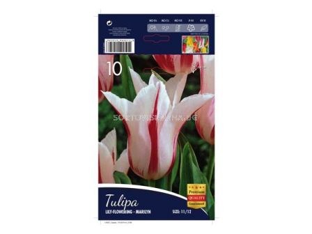 Лале (Tulip) Lilyflowering Marilyn 11/12