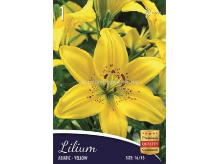 Лилиум (Lilium) Asiatic Yellow 16/18 