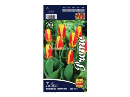 Лале (Tulip) Kaufmanniana - Giuseppe Verdi 11/12 