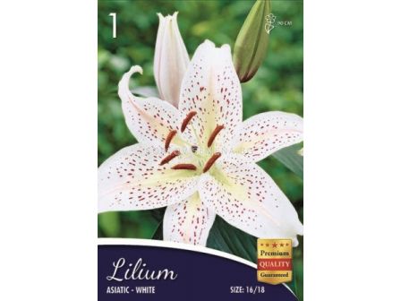 Лилиум (Lilium) Asiatic White 16/18 