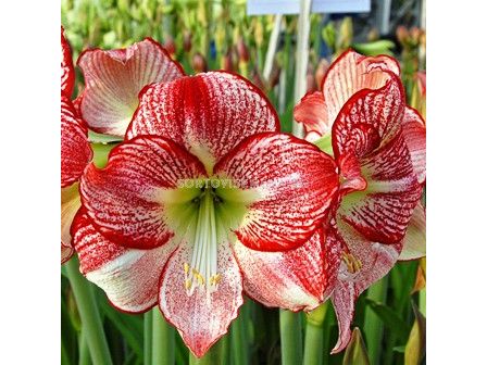 Амарилис (Amaryllis) Flamenco Queen 24/26