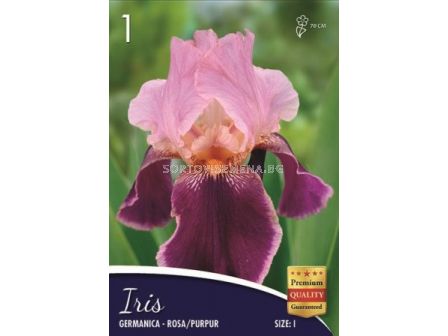 Ирис (Iris) Germanica rosa/pupur 