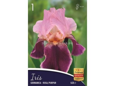 Ирис (Iris) Germanica rosa/purpur 