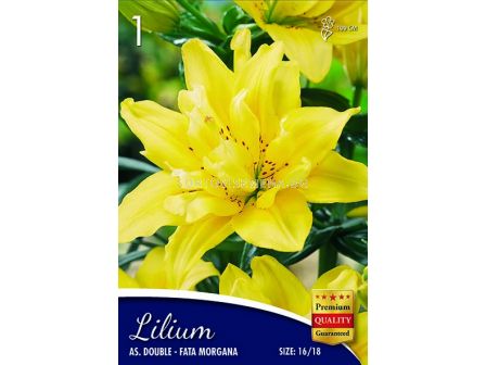 Лилиум (Lilium) Fata Morgana 16/18 