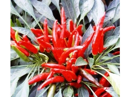 Семена Пипер люти чушки Nippon Taka - Pepper Chilies  Nippon Taka - 100 сем