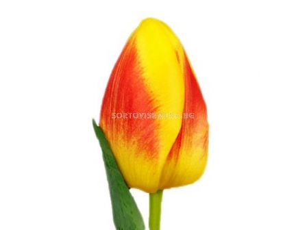 Лале (Tulip) Courage Brigitta 11/12