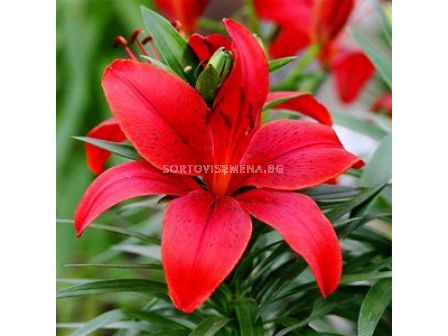 Лилиум (Lilium) Asiatic Red County 14/16 