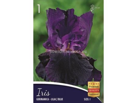 Ирис (Iris) Germanica lila/blue 