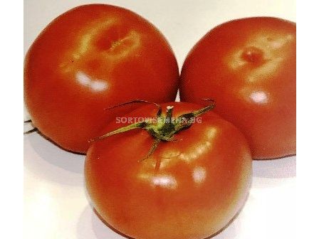 Семена Домати TSX-551 F1 - 100 сем - Tomato TSX-551 F1 - 100 seeds