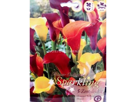 Кала (Calla) Sparkling Orange/Yellow 