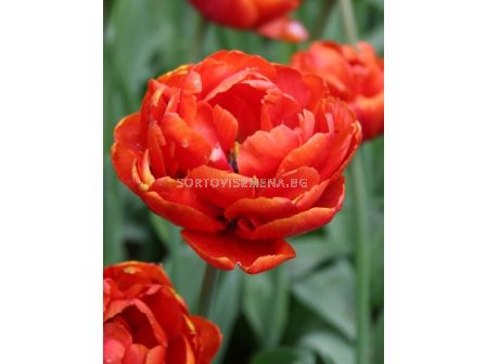 Лале (Tulip) Double Decorative Art Miranda