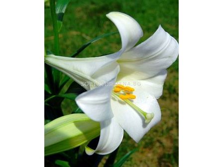 Лилиум Тромпет (Lilium Trumpet) White 16/18