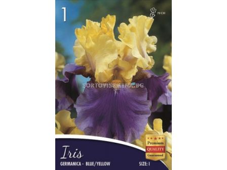 Ирис (Iris) Germanica blue/yellow 