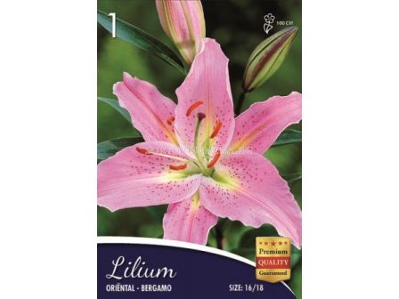 Лилиум Bergamo 16/18 -  Lilium Bergamo 16/18