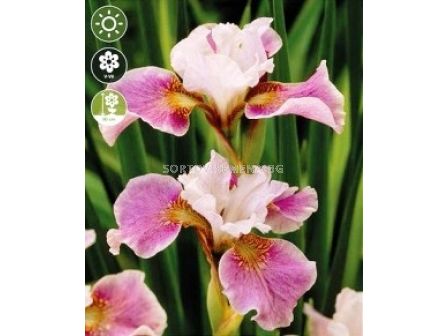 Ирис sibirica Dance Ballerina Dance - Iris sibirica Dance Ballerina Dance - 1 бр