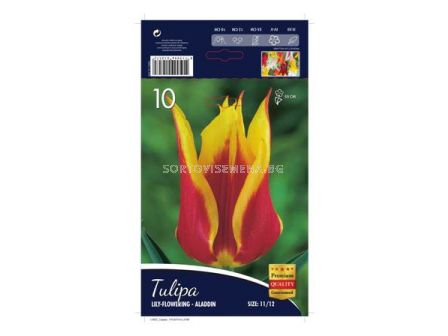 Лале (Tulip) Lilyflowering Aladdin 11/12 