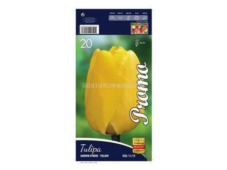 Лале (Tulip) Darwin Hybrid Yellow