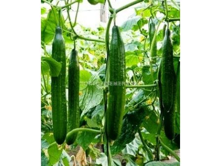 Сорт краставици Бомбър F1