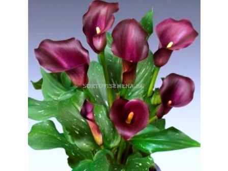 кала Captain Reno 12/14