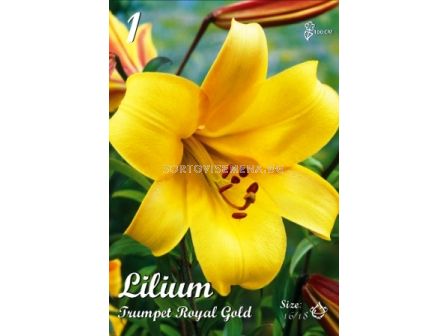 Лилиум Тромпет (Lilium) Royal Gold 16/18 