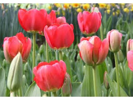 Лале (Tulip) Darwin Hybrids Spring Song 12/+