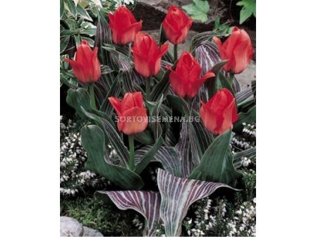 Лале (Tulip) Botanical Oratorio 11/12