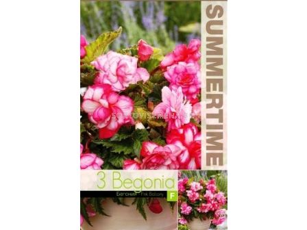 Бегония Pink Balcony - (1 оп - 3 луковици)