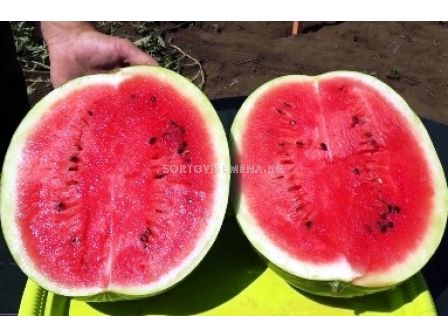 Дини Arashan F1 - 1000 сем