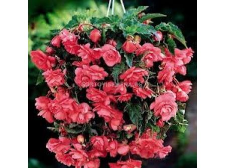 Бегония (Begonia) Pendula Pink 5/6 